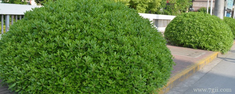 灌木球类植物有哪些