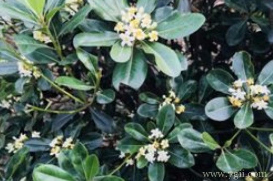 灌木球类植物有哪些