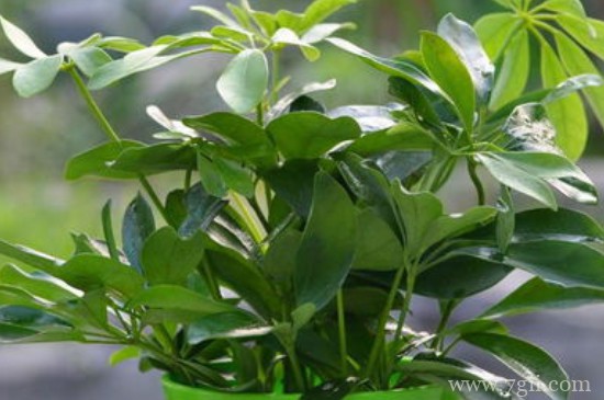 鹅掌木怎么养才会茂盛