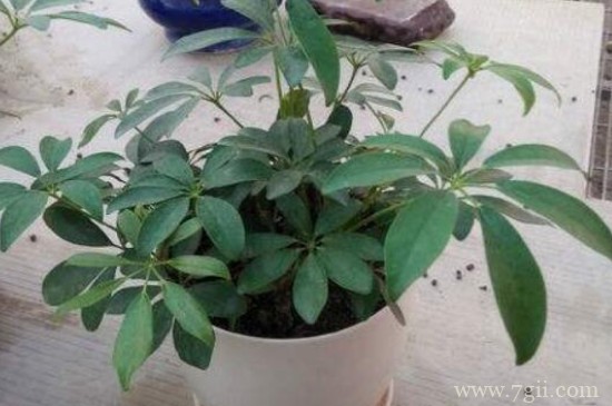 鹅掌木怎么养才会茂盛