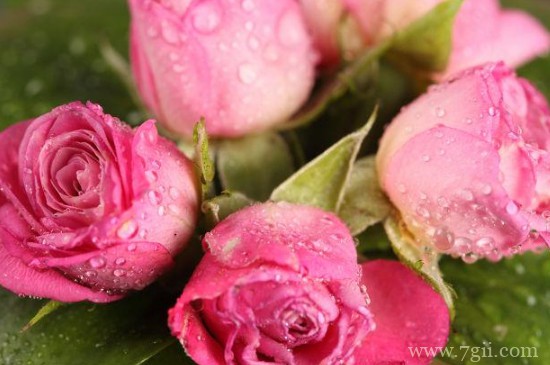 粉色花的寓意是什么