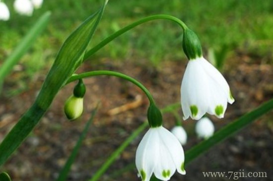 为什么铃兰发芽后长不起来