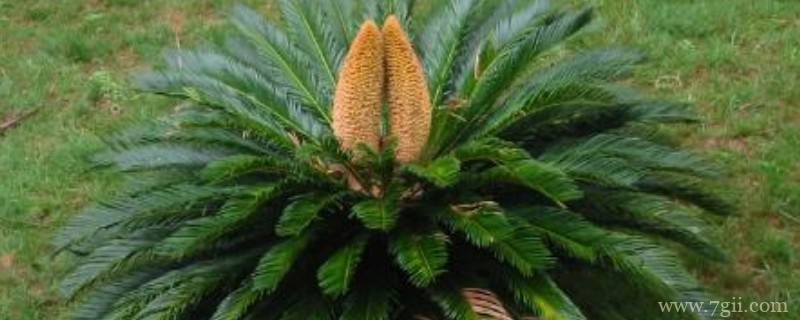 冬天铁树要不要包起来