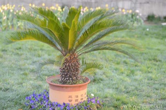 冬天铁树要不要包起来