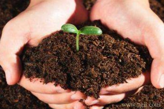 土壤为植物生长提供了什么和什么
