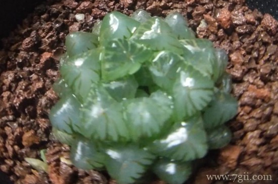 姬玉露夏天能换盆吗