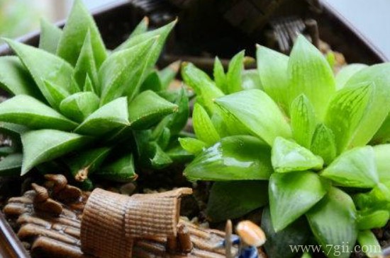 姬玉露夏天能换盆吗