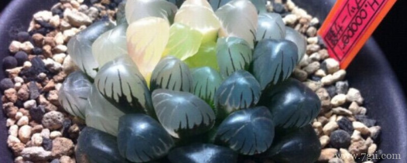 姬玉露夏天怎么养护