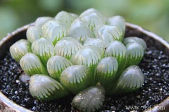 姬玉露夏天怎么养护