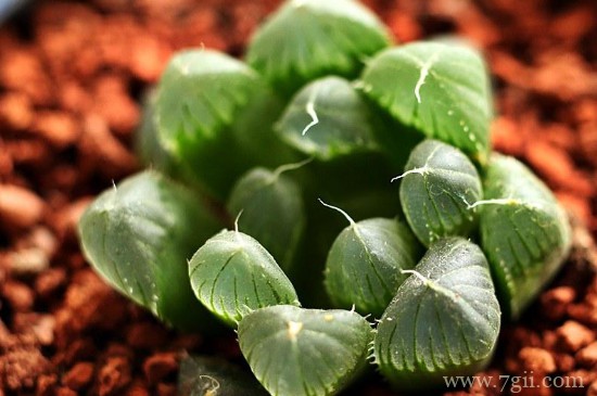 姬玉露夏天怎么养护