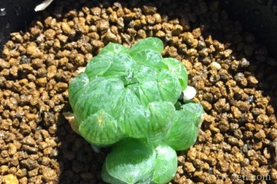 姬玉露夏天变色了怎么回事