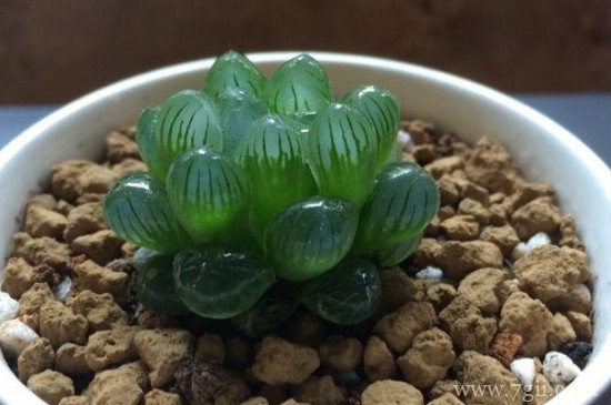 姬玉露夏天变色了怎么回事