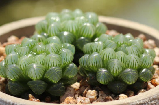 姬玉露夏天能服盆吗