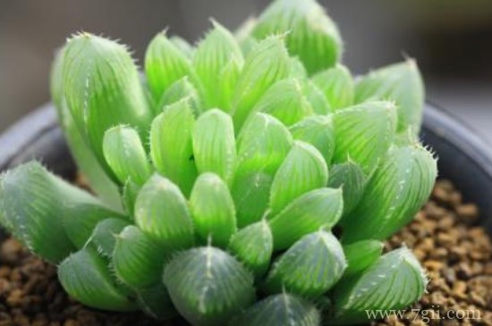 姬玉露夏天休眠吗