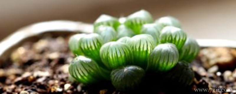 姬玉露夏天怎么浇水