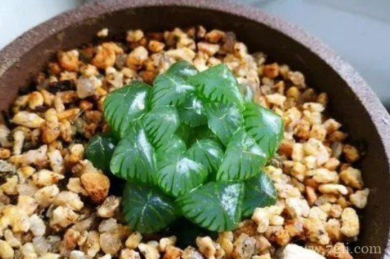 姬玉露夏天怎么浇水