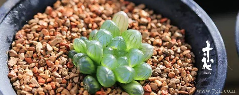 姬玉露怎么扦插