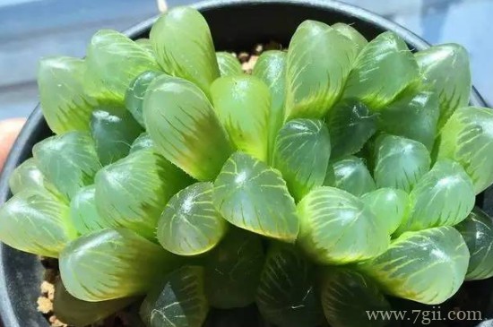 姬玉露怎么叶插