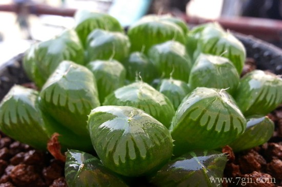 姬玉露怎么分株