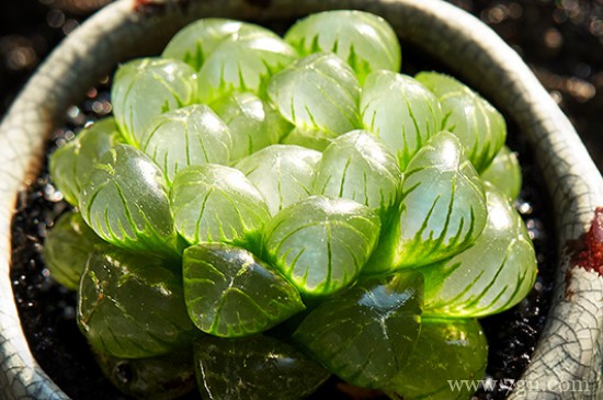 姬玉露怎么浇水