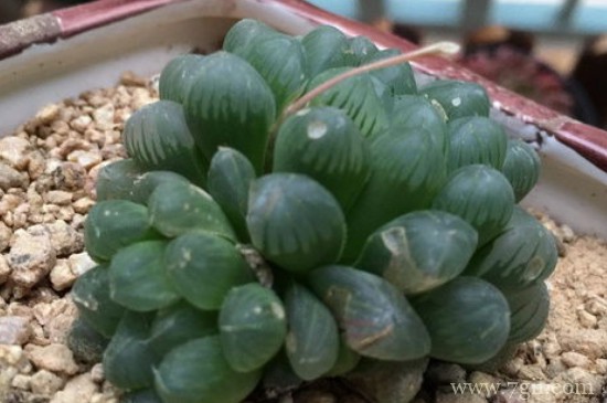 姬玉露怎么浇水