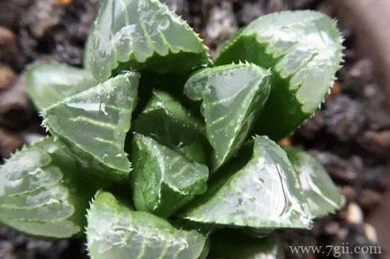 姬玉露怎么养才肥胖