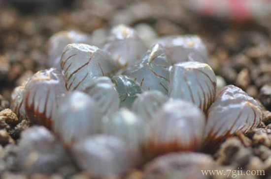 姬玉露怎么养才肥胖