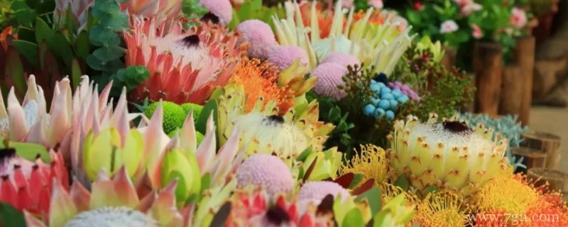 帝王花如何扦插