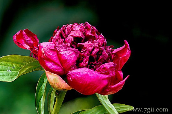 帝王花如何扦插