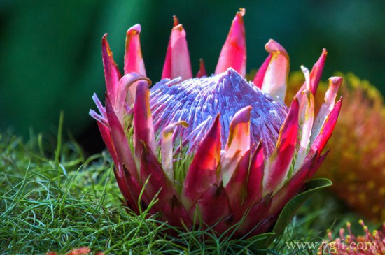 帝王花如何扦插