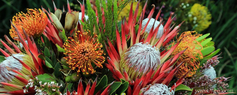 帝王花如何土养