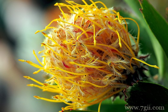 帝王花怎么不开