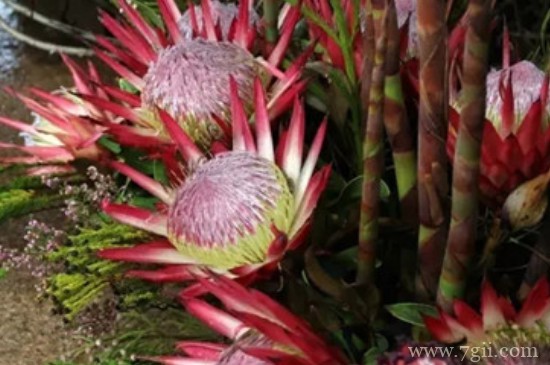 帝王花怎么不开