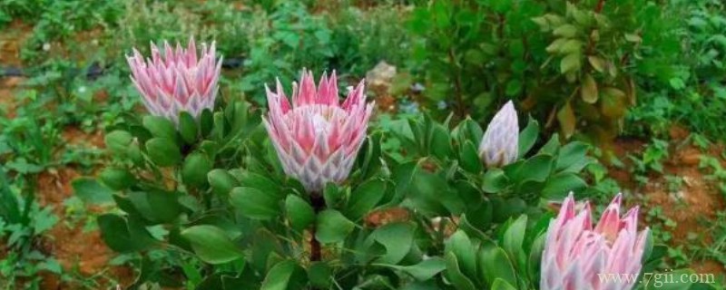 帝王花怎么养护