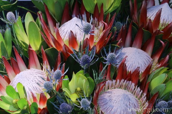 帝王花的花语和寓意