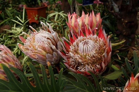 帝王花的花语和寓意