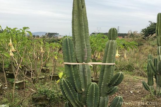 量天尺如何施肥