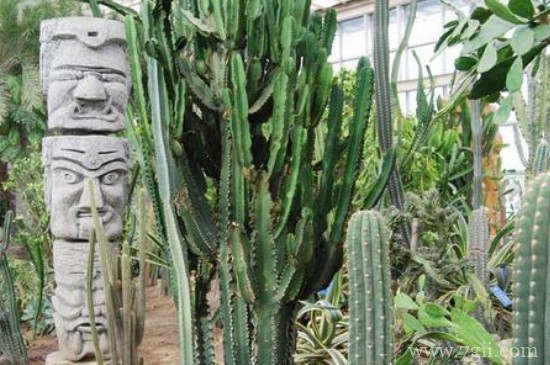 量天尺如何施肥