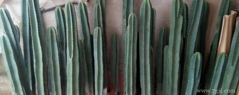 量天尺如何插迁