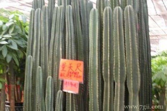 量天尺如何繁殖