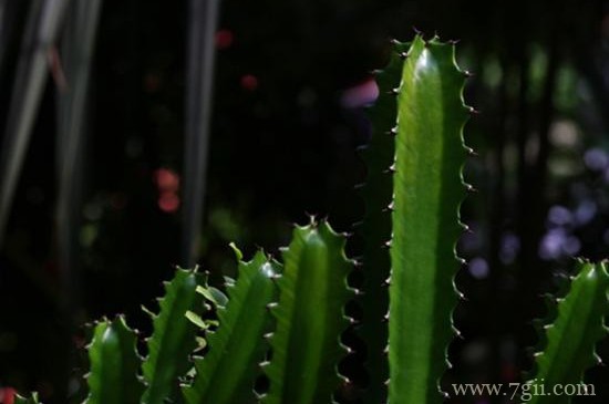 量天尺如何浇水