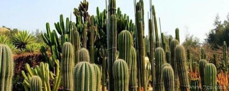 量天尺怎么嫁接蟹爪兰