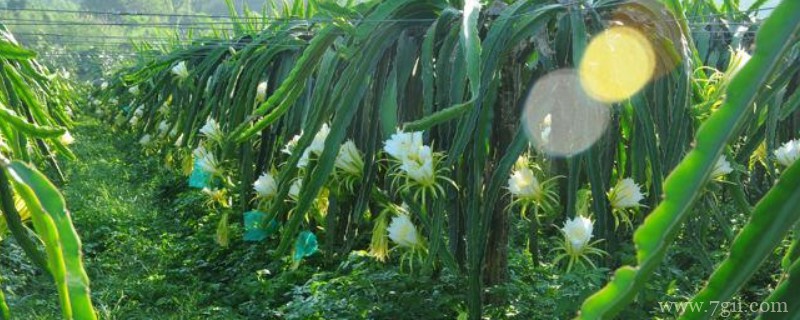 量天尺怎么长得快