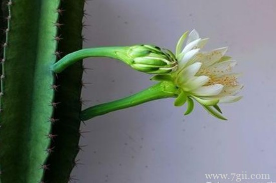 量天尺怎么长得快