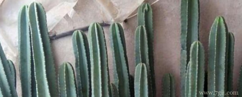 量天尺怎么长的直