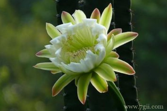 量天尺怎么长的直