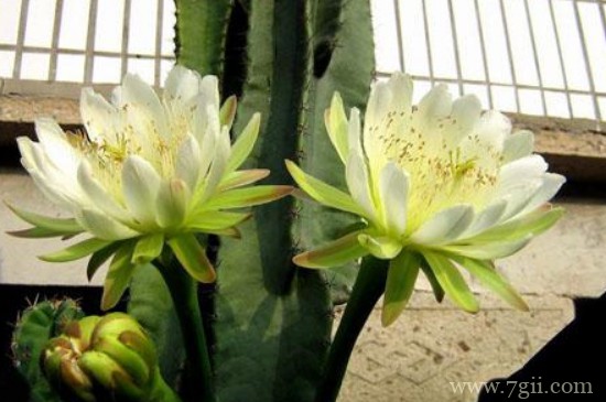 量天尺怎么长的直