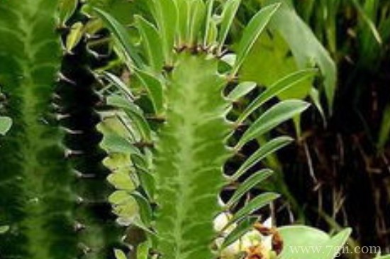 量天尺怎么养才能长粗