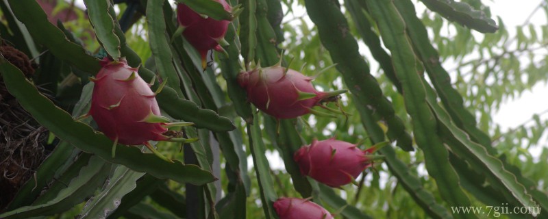 量天尺怎么繁殖