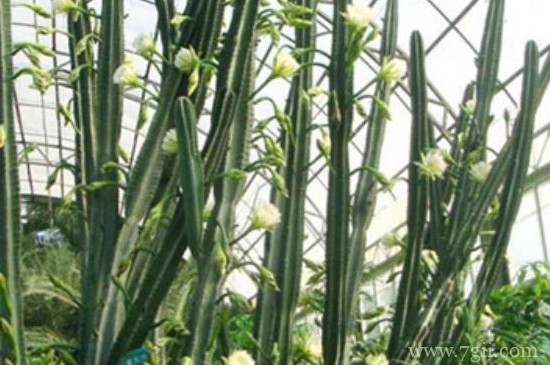 量天尺的扦插繁殖方法